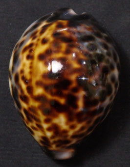 Cypraea tigris  58.1mm F+++
