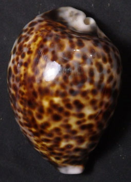 Cypraea tigris  83.7mm F+++, freak  form shell