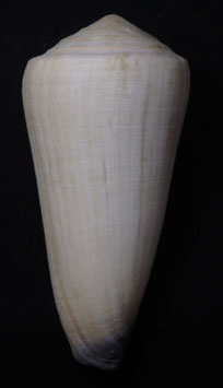 Conus virgo 132mm F++/F+++