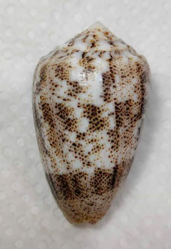 Conus arenatus  48.6mm F+++