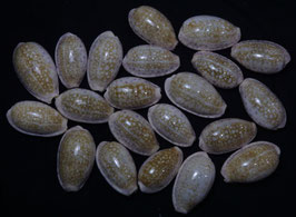 Cypraea chinensis  38.5mm - 46mm F+++