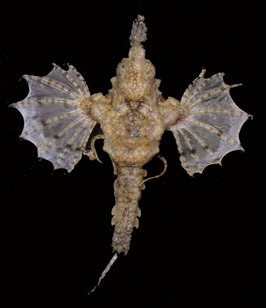 Flying fish species  75.2mm  dried preserved