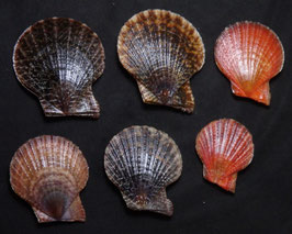 Laevichlamys squamosa   33mm-57mm F+++