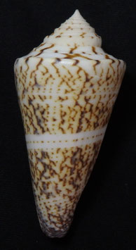 Conus  thalassiarchus azona  64.1mm F+++