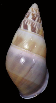 Amphidromus quadrasi solidus  37.9mm F+++