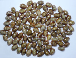Naria helvola   21mm-25mm F+++ 100pcs