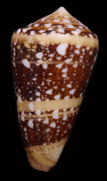 Conus ammiralis 70.6mm F+++
