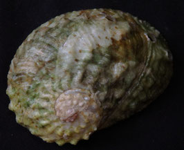 Haliotis ovina   50.7mm F+++