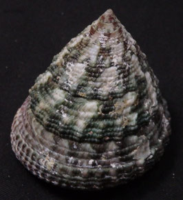 Trochus maculatus  51.9mm F+++