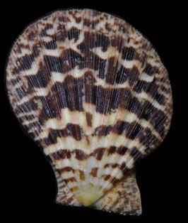 Semipallium flavicans  52.4mm F+++