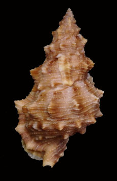 Tritonoranella latitudo wolfei  81.3mm F+++