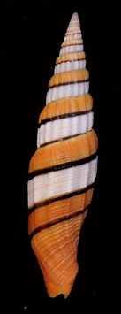 Vexillum citrinum filiareginae   65.1mm F+++
