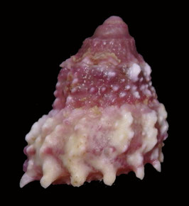 Astralium haematragum  19.4mm F+++