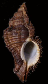 Chicoreus capucinus 65.9mm F+++