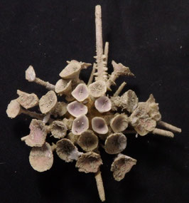 Goniocidaris clypeata  56mm fine preserved