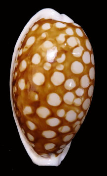 Cypraea cribraria 38mm F+++ big size
