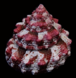 Trochus ferreirai  24.1mm F+++