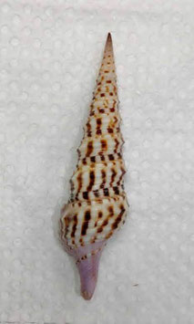 Turris nadaensis 69.8mmF+++