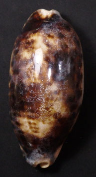 Cypraea testudinaria  110mm F+++