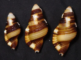 Cymatium (Septa) flaveolum  37mm - 49mm F+++