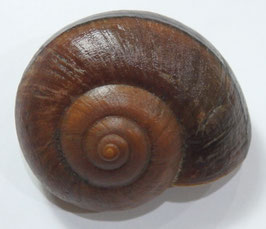 Ryssota (Lamarckiella) oweniana 51.5mm F+++