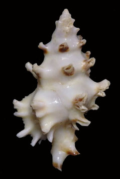 Attiliosa nodulifera  27.5mm F+++