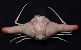 Ixa cylindrus  56.4mm  sea crabs taxidermy