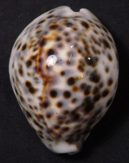 Cypraea tigris  55.4mm F+++
