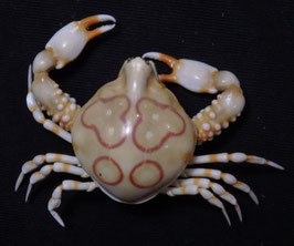Leucosia anatum  25mm F+++ preserved sea crabs taxidermy