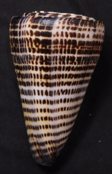 Conus litteratus  103.7mm F+++