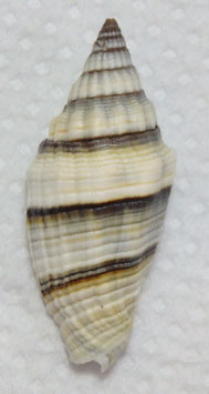 Vexillum rugosum 45.6mm F+++