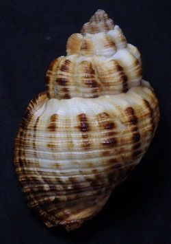 Cantharus melanostomus 75.2mm F++/F+++