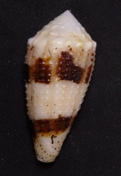 Conus varius  45.3mm F+++