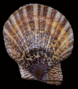 Laevichlamys squamosa   68.4mm F+++