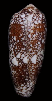 Conus omaria  65.8mm F+++