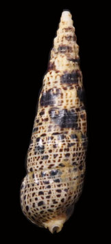 Pseudovertagus phylarchus  90.7mm F++