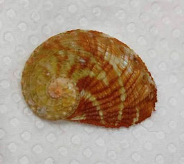 Haliotis clathrata  32.4mm F+++