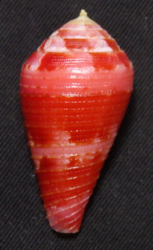 Conus pertusus f amabilis  32.6mm F+++