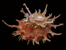 Angaria vicdani  29.7mm F++