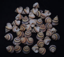 Tectarius coronatus   19.6mm - 25.7mm F+++