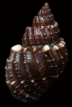 Scalptia textilis  22.4mm F+++