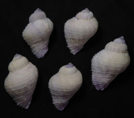 Coralliophila pyriformis  35mm - 41mm F+++ set 5pcs