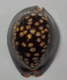 Cypraea mauritiana 65.5mm F+++