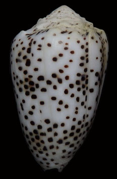 Conus pulicarius  48.8mm F+++