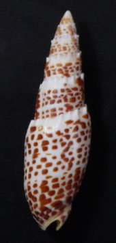Mitra papalis  112.8mm F+++