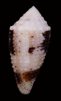 Conus varius 50.6mm F+++