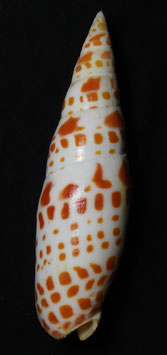 Mitra mitra  123.8mm F++ , sea shell marine gastropods