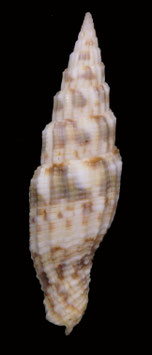 Vexillum gloriae  43.4mm F+++