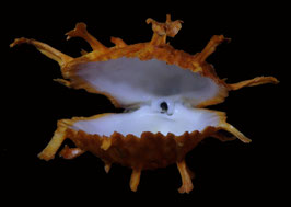 Spondylus  foliaceus   f. croceus  65.4mm F++