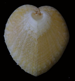 Corculum monstrosum  48.3mm F+++